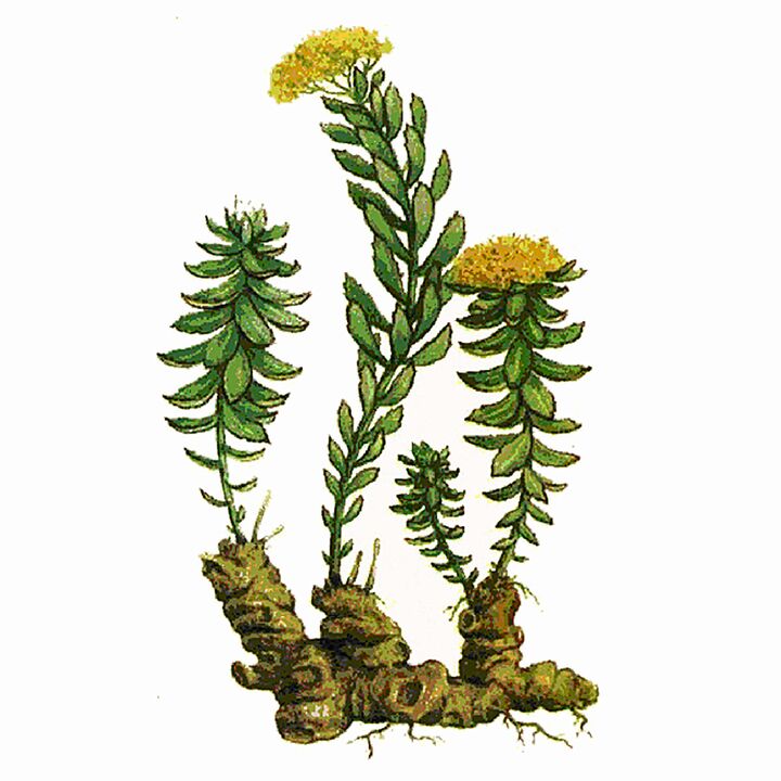 Rosela Rhodiola ekstrakt kao dio gigantnog gela